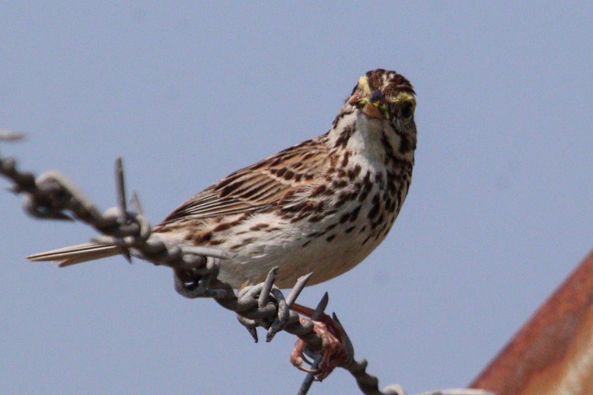 Savannah Sparrow (Savannah) - ML620582548