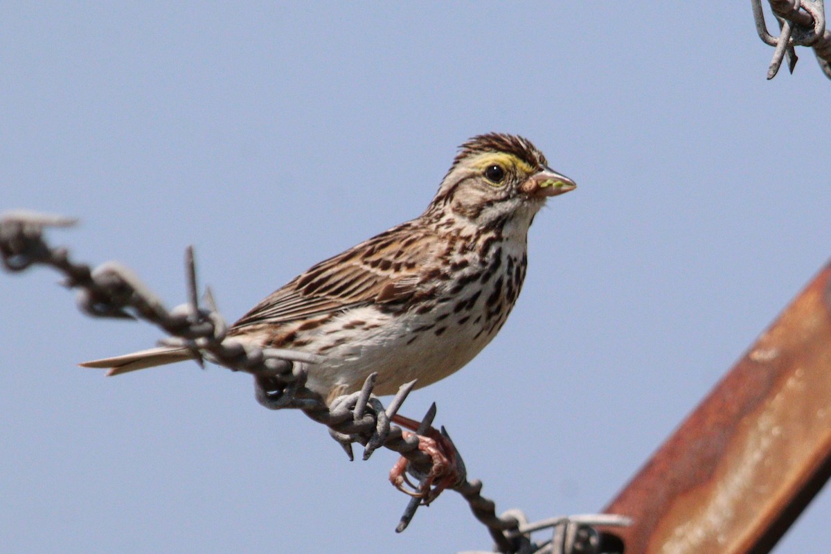 Savannah Sparrow (Savannah) - ML620582549