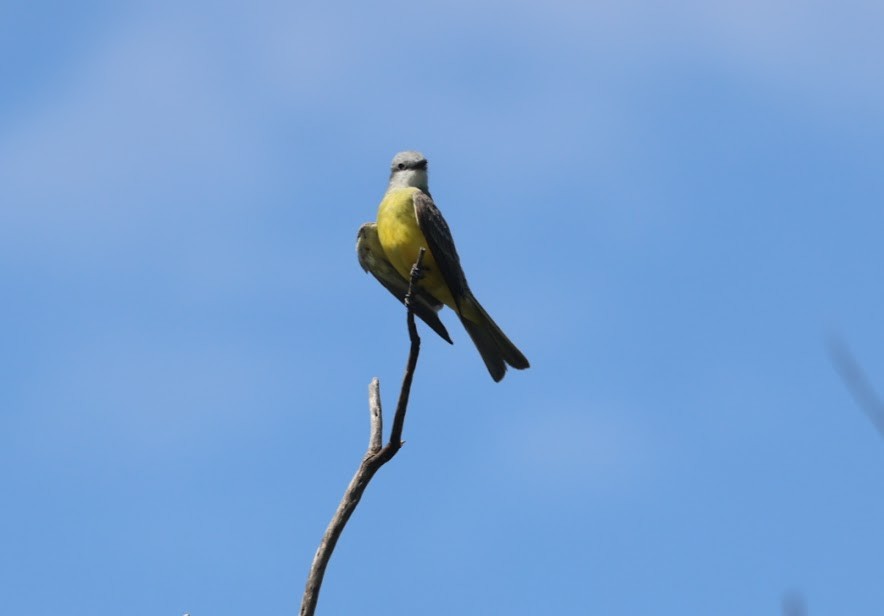 Couch's Kingbird - ML620582554