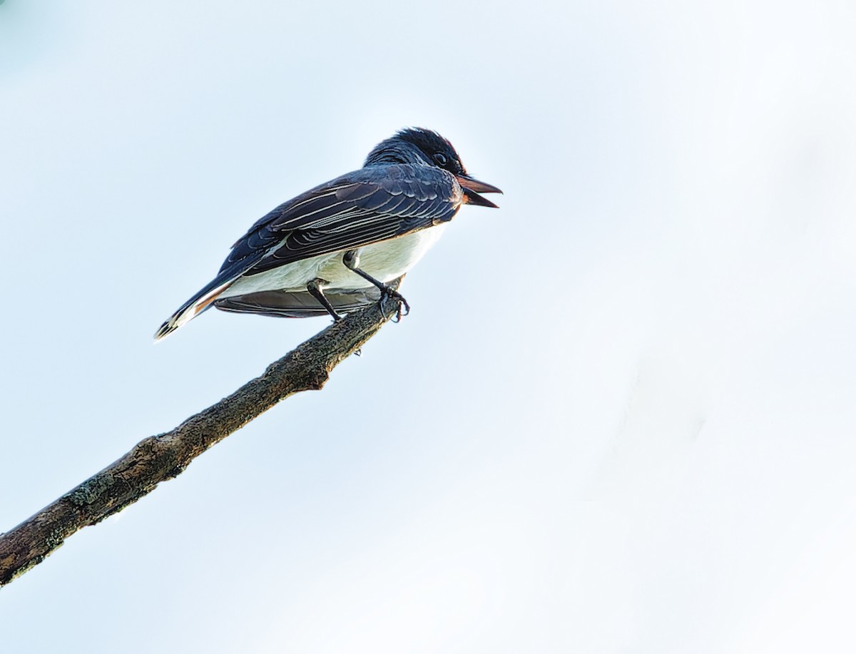 Eastern Kingbird - ML620582555