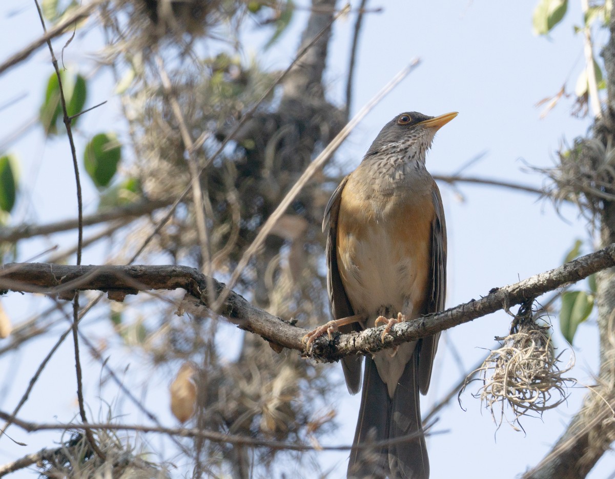 Rufous-backed Robin - ML620582556