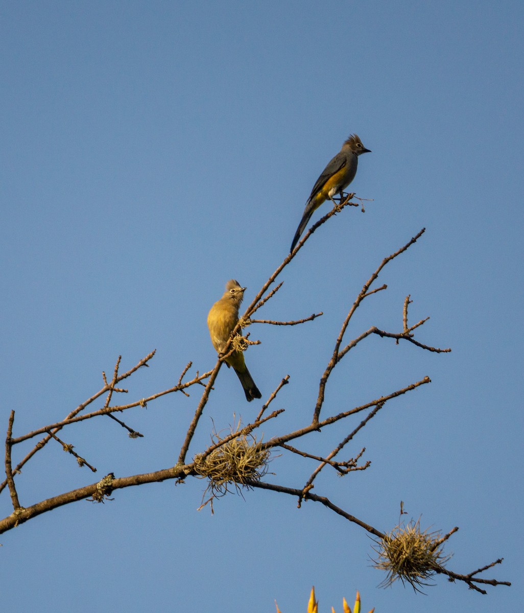 Gray Silky-flycatcher - ML620582564