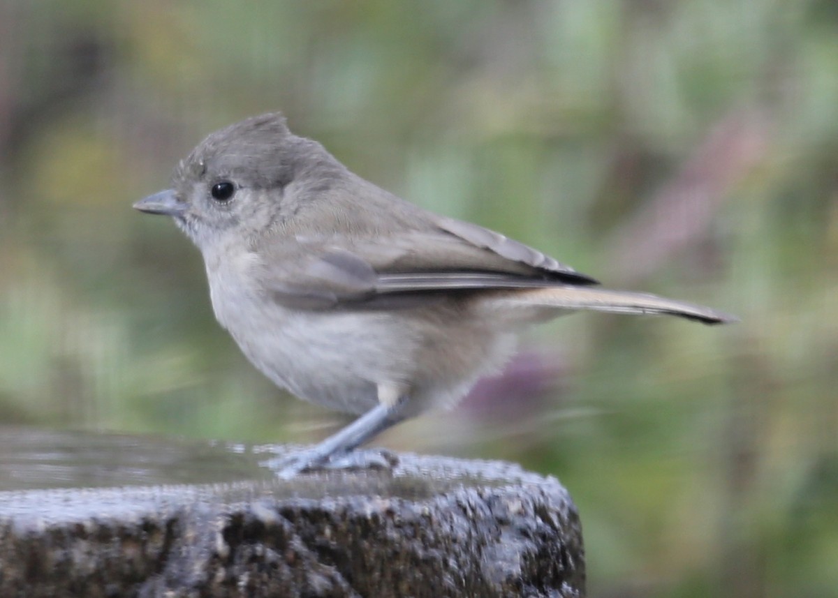 Oak Titmouse - ML620582565