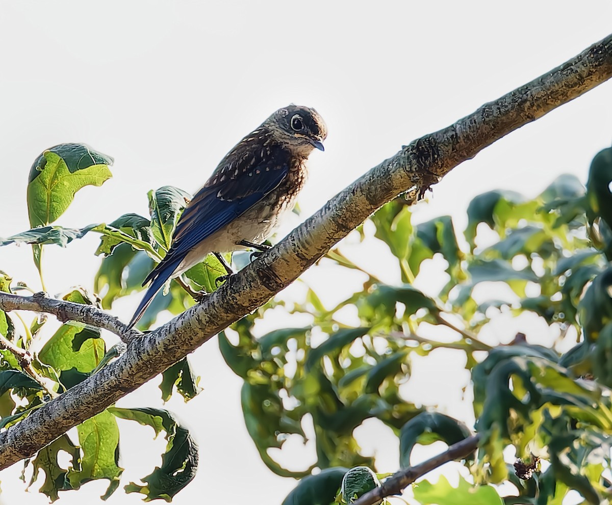 Eastern Bluebird - ML620582568