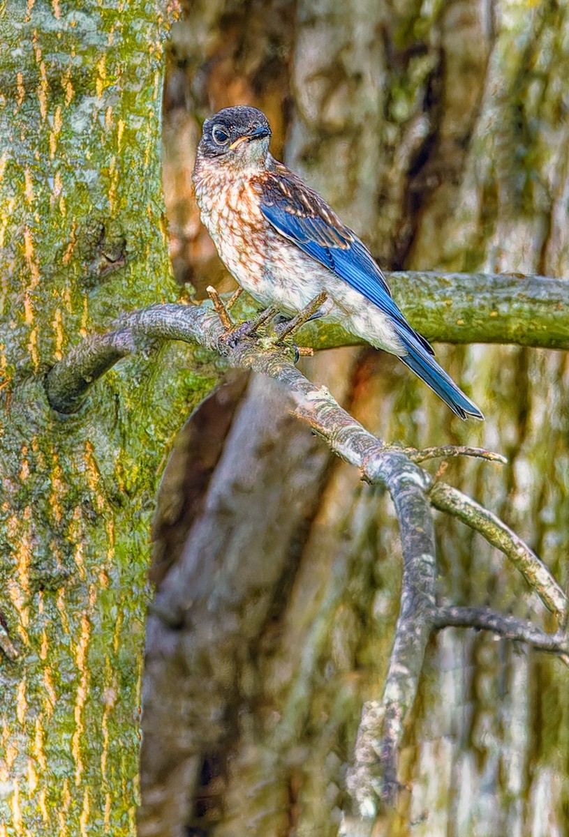 Eastern Bluebird - ML620582569