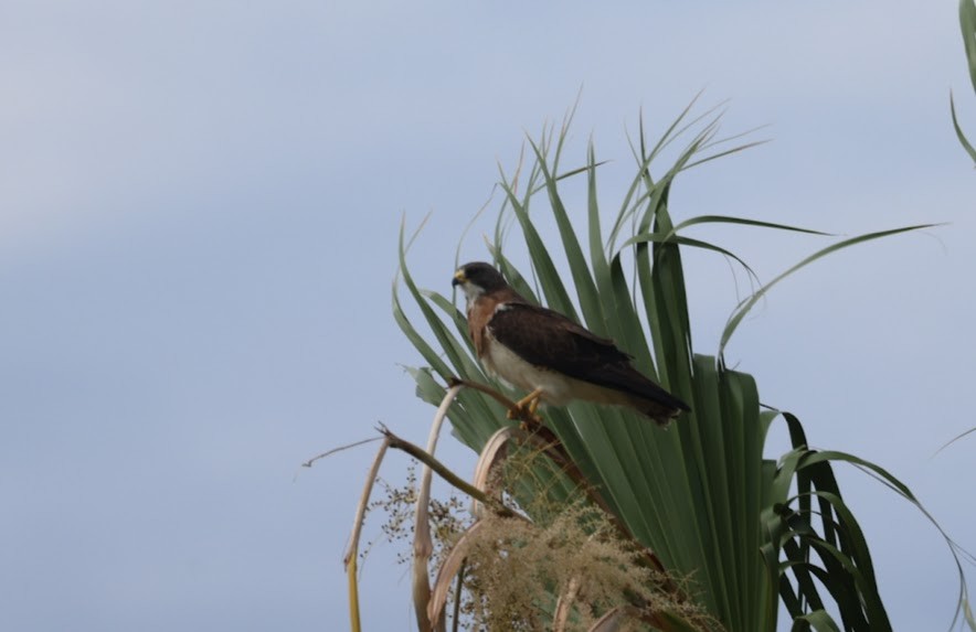 Swainson's Hawk - ML620582572