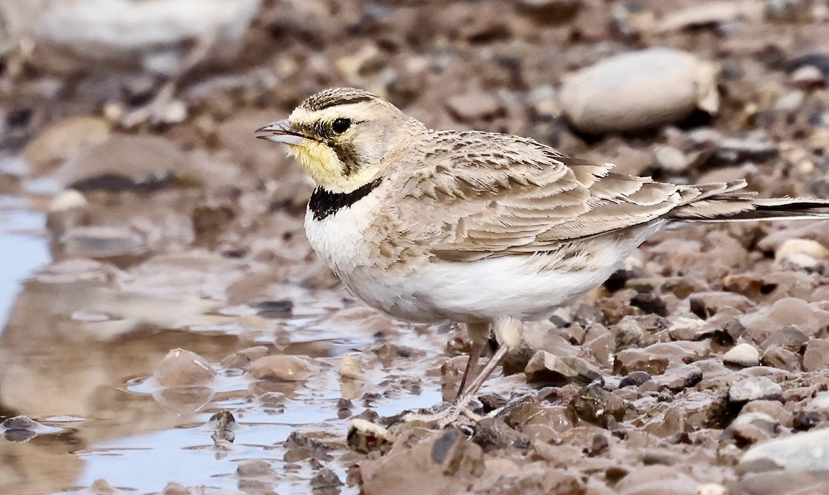 Horned Lark - ML620582576