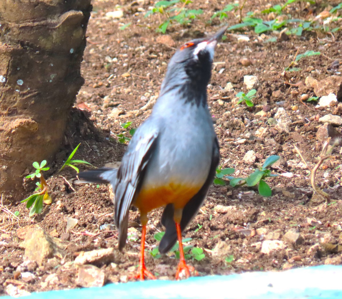 Red-legged Thrush (Cuban) - ML620582580