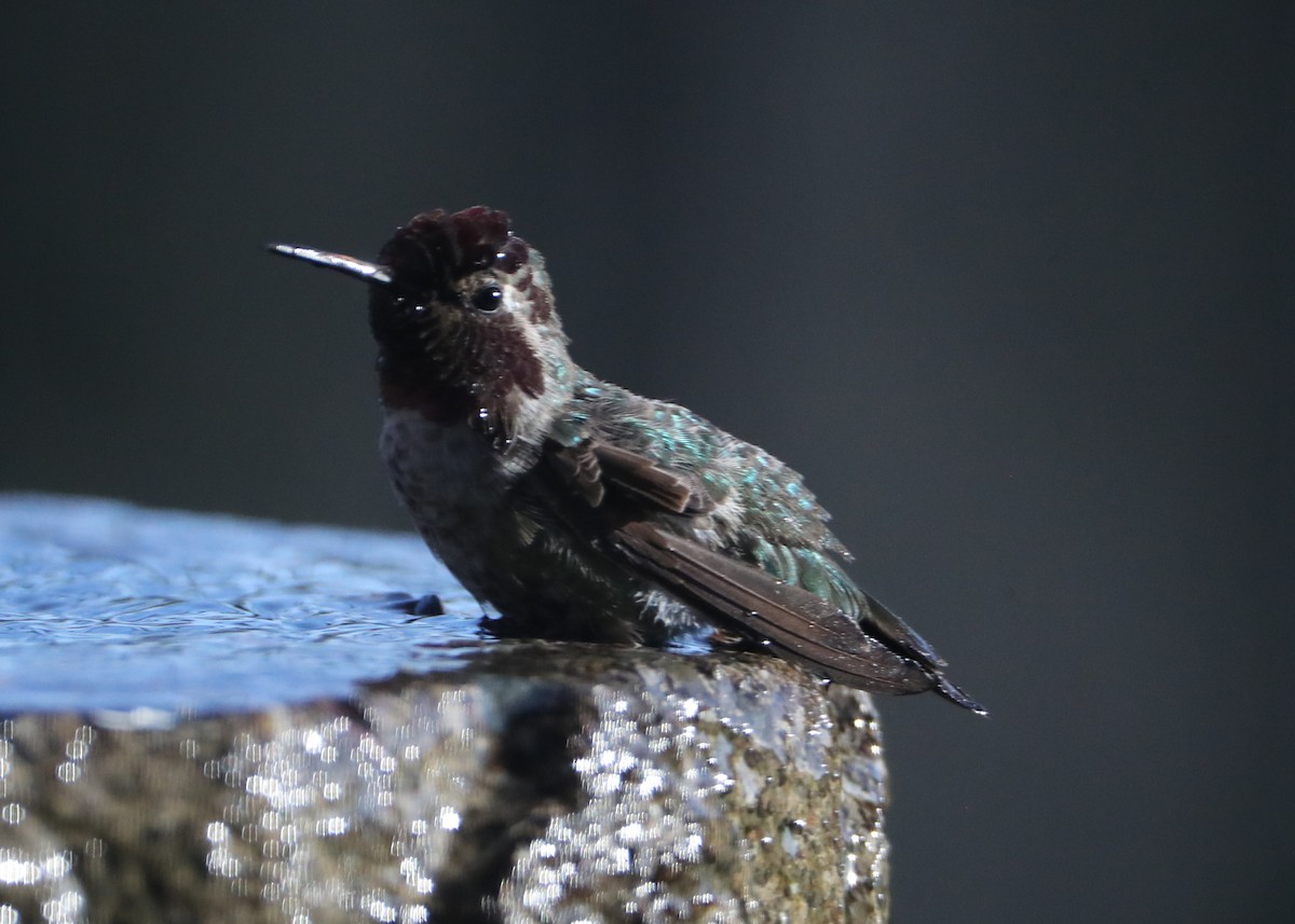 Anna's Hummingbird - ML620582583