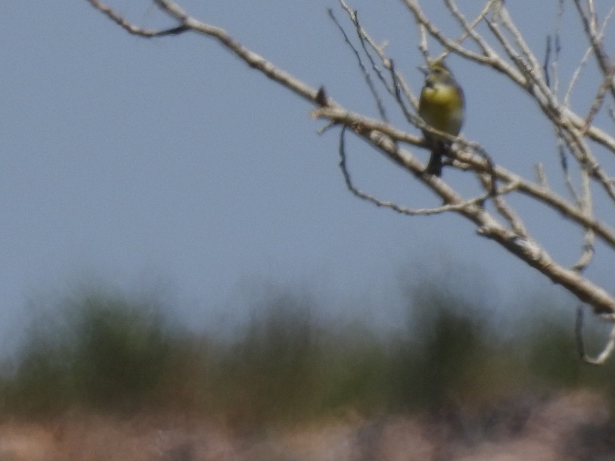 Dickcissel - Ginny Bergstrom