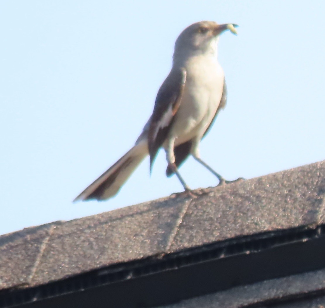 Northern Mockingbird - ML620582594