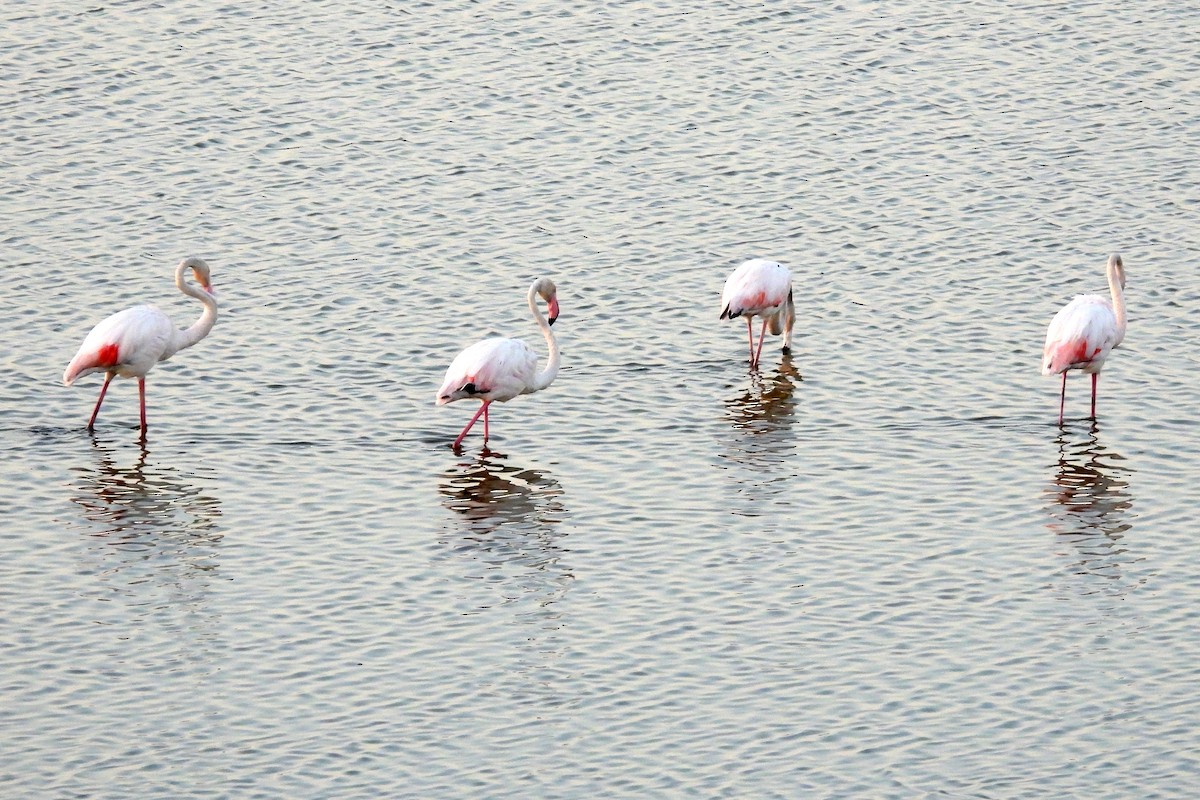 Greater Flamingo - ML620582596