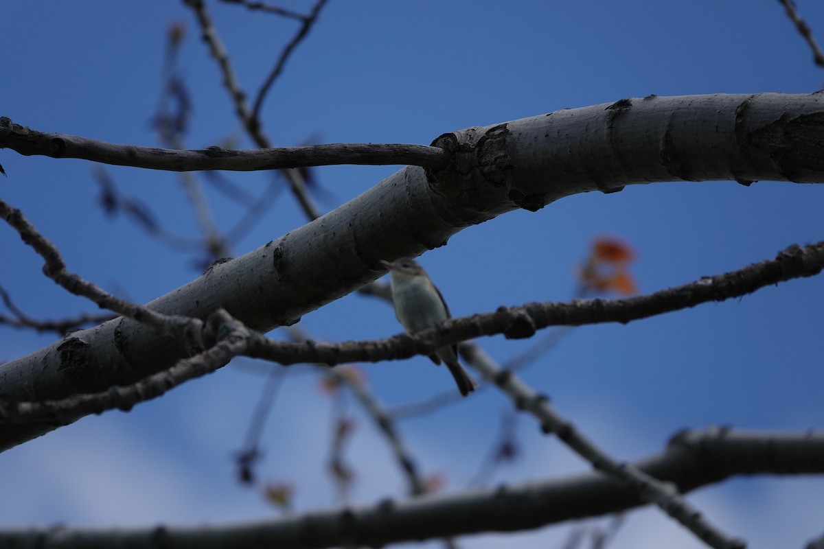 Warbling Vireo - ML620582597