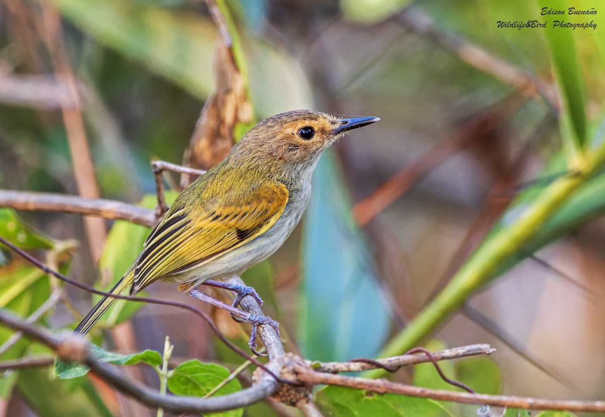 Rusty-fronted Tody-Flycatcher - ML620582598