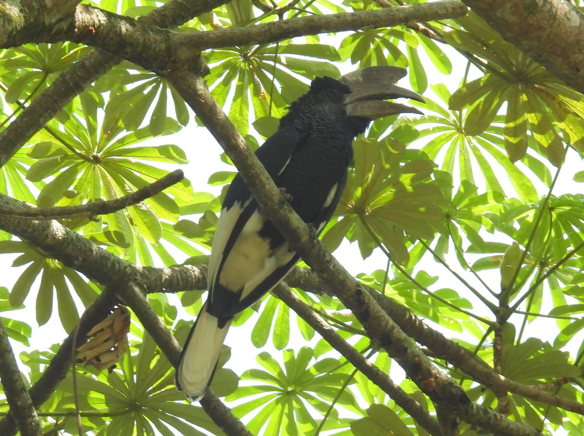 Black-and-white-casqued Hornbill - ML620582599