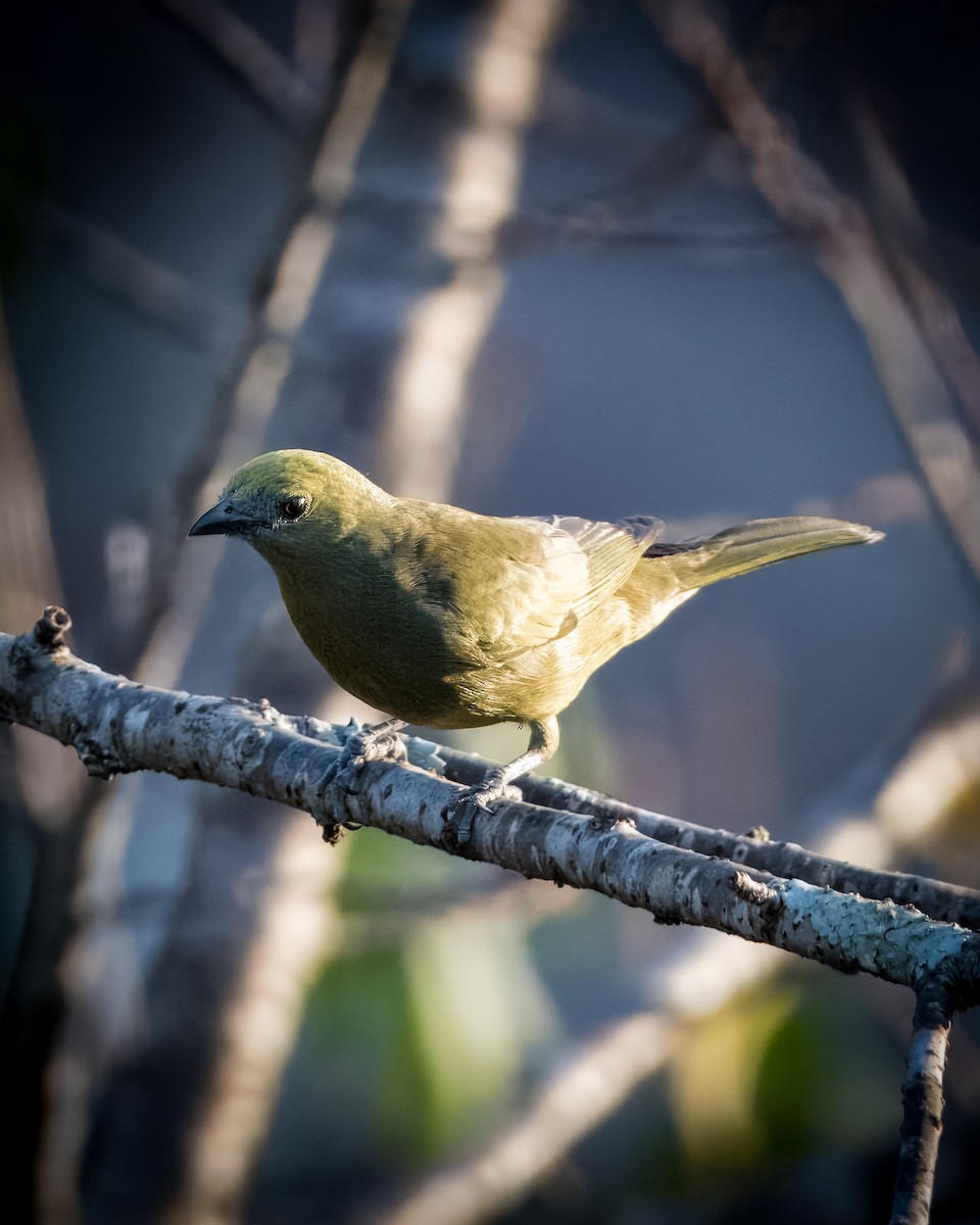 Palm Tanager - ML620582608