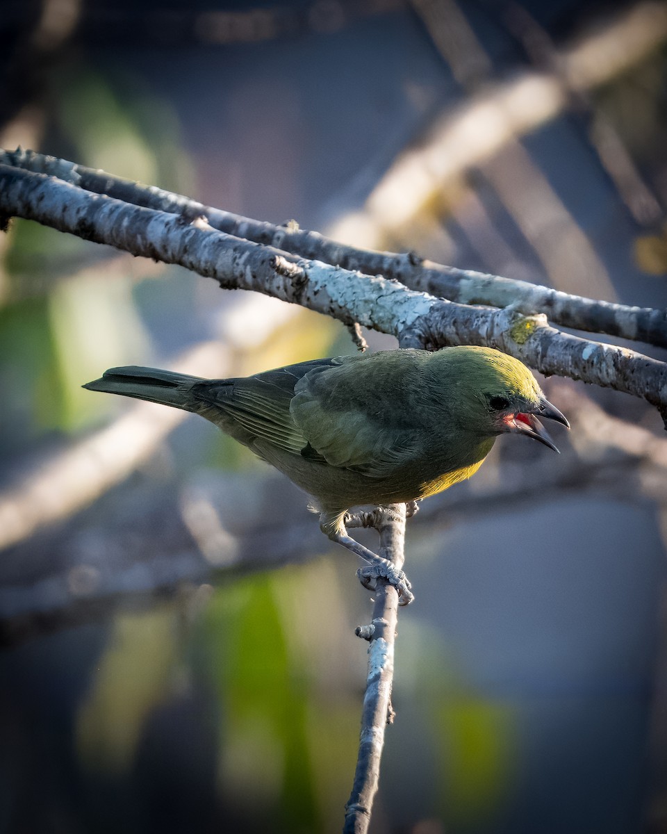 Palm Tanager - ML620582609