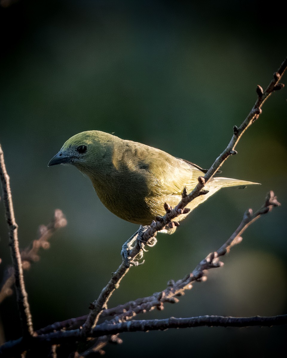 Palm Tanager - ML620582610