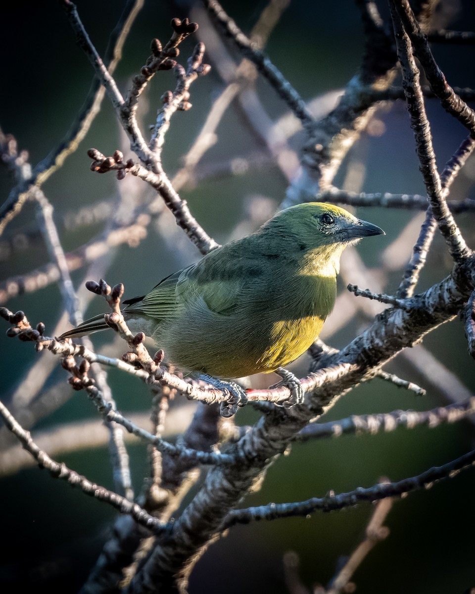Palm Tanager - ML620582611