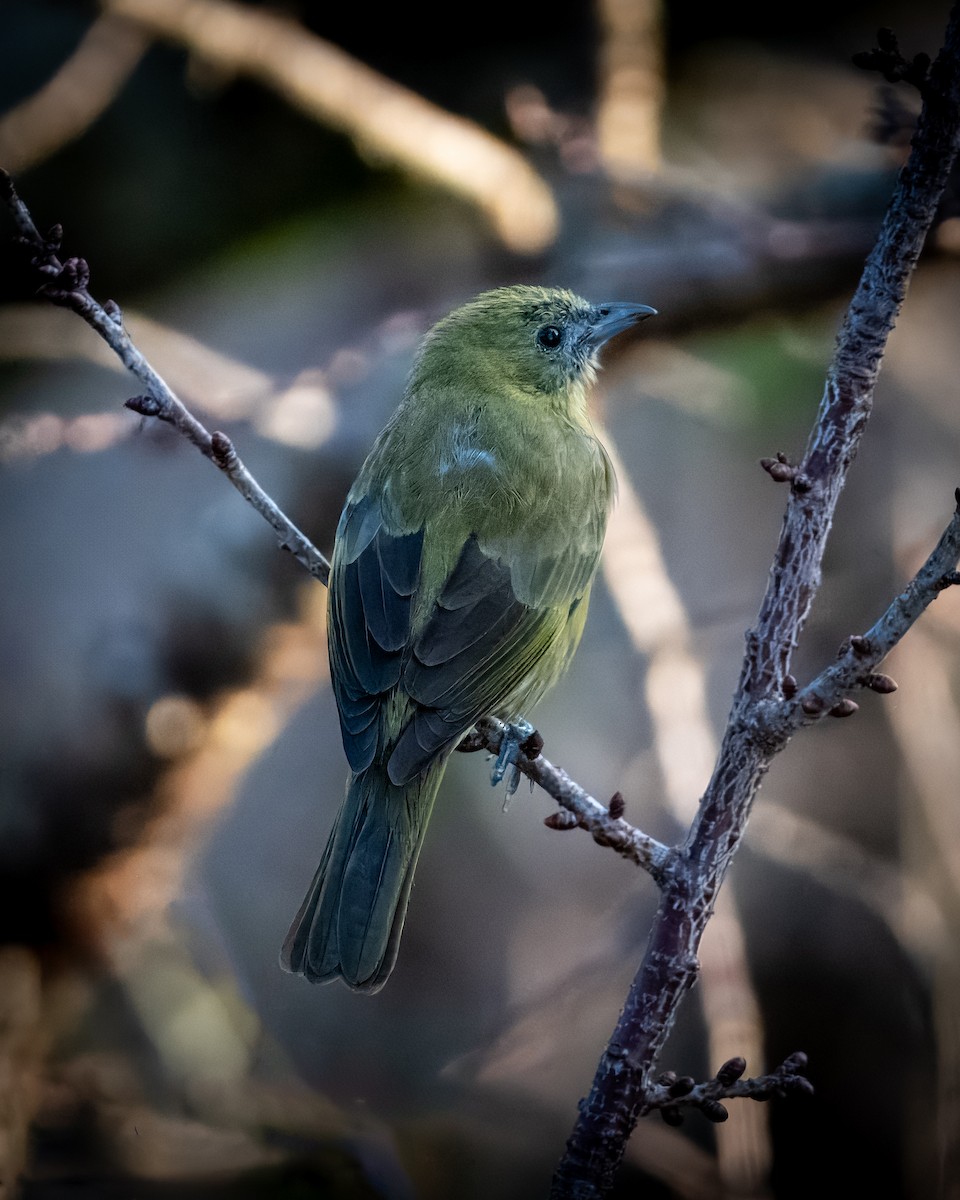 Palm Tanager - ML620582612