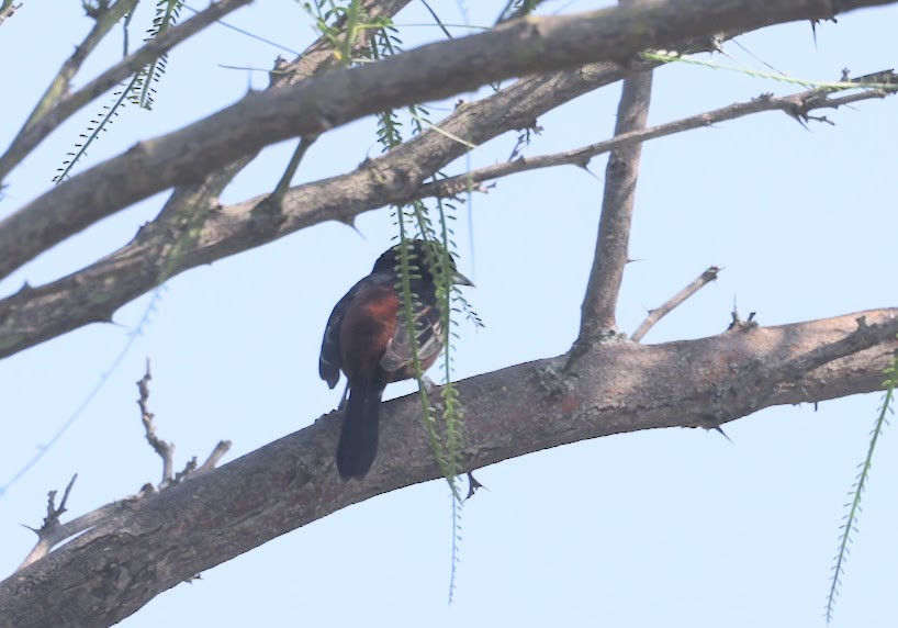 Orchard Oriole - ML620582613