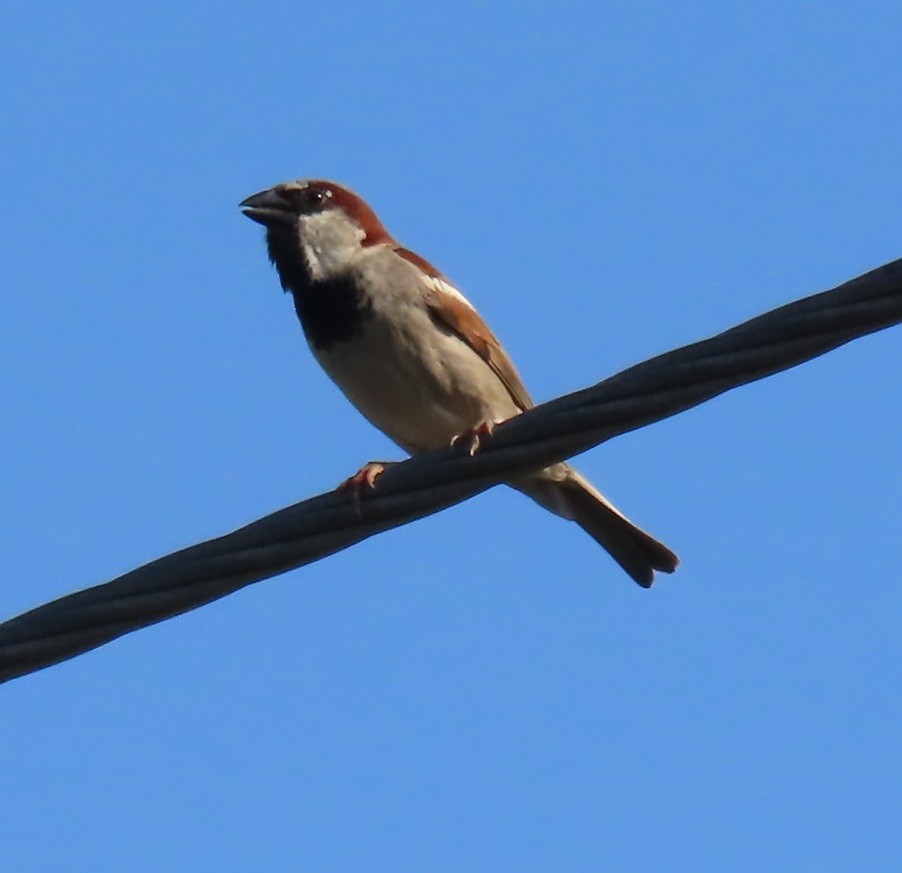 House Sparrow - ML620582615