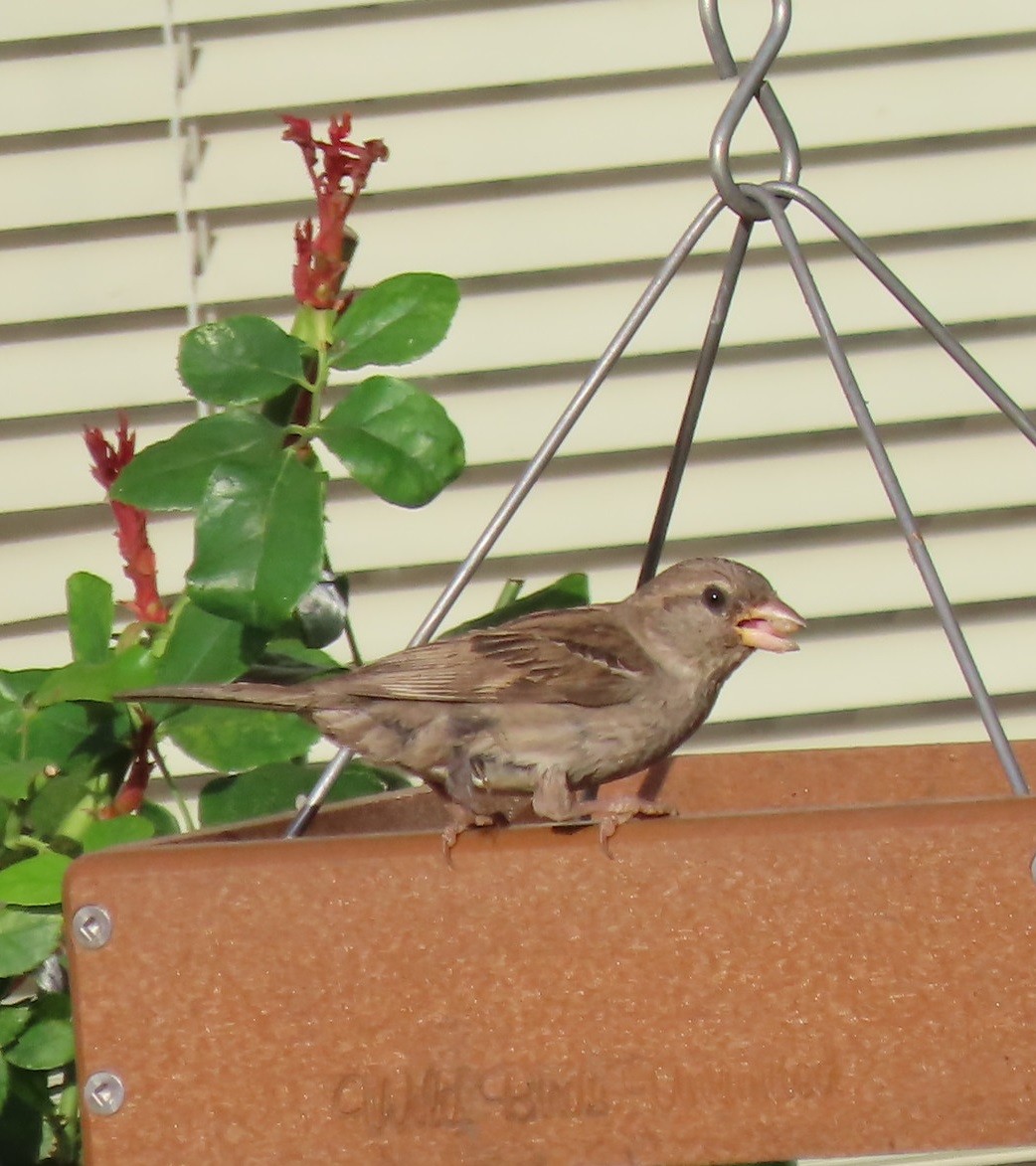 House Sparrow - ML620582616