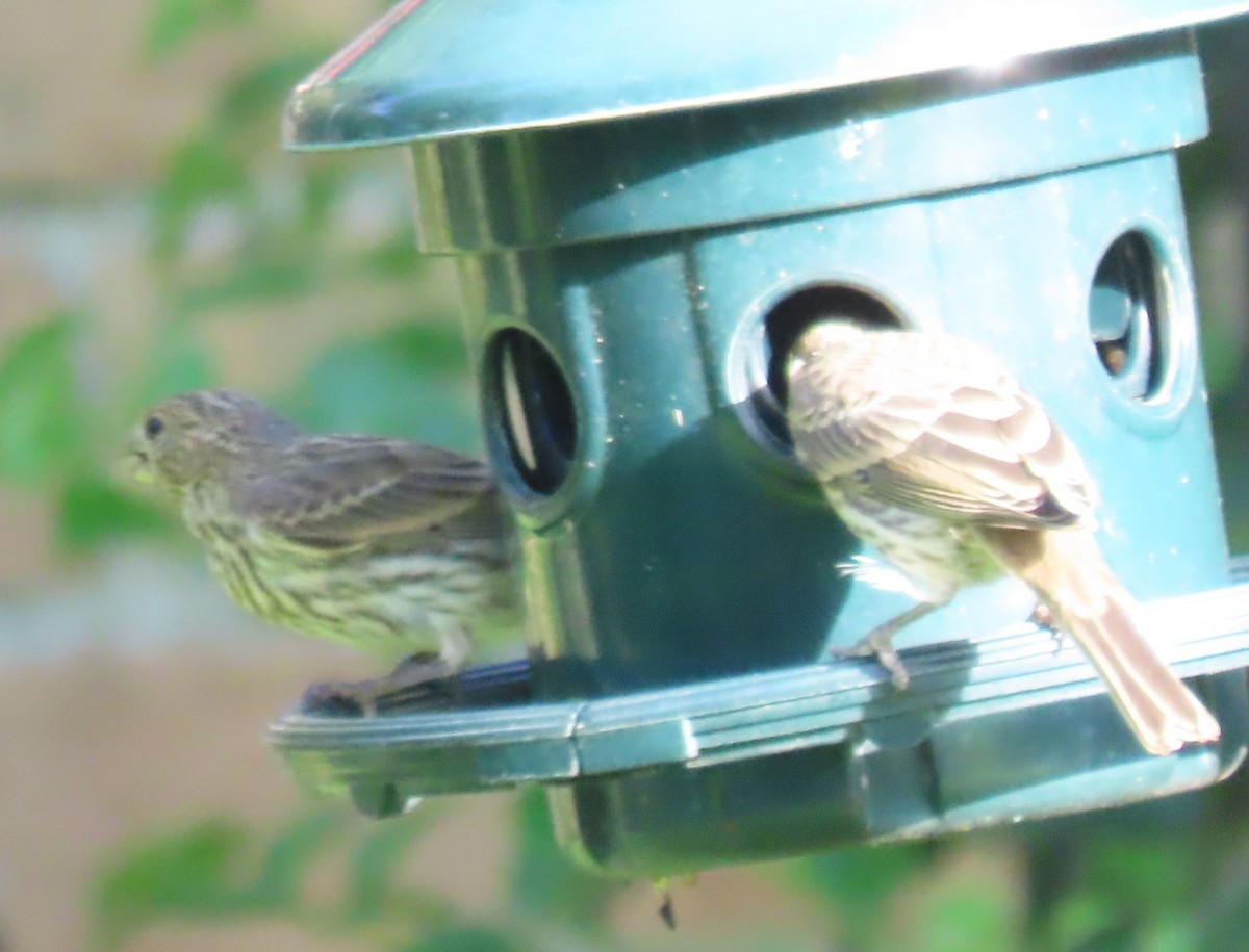 House Finch - ML620582621