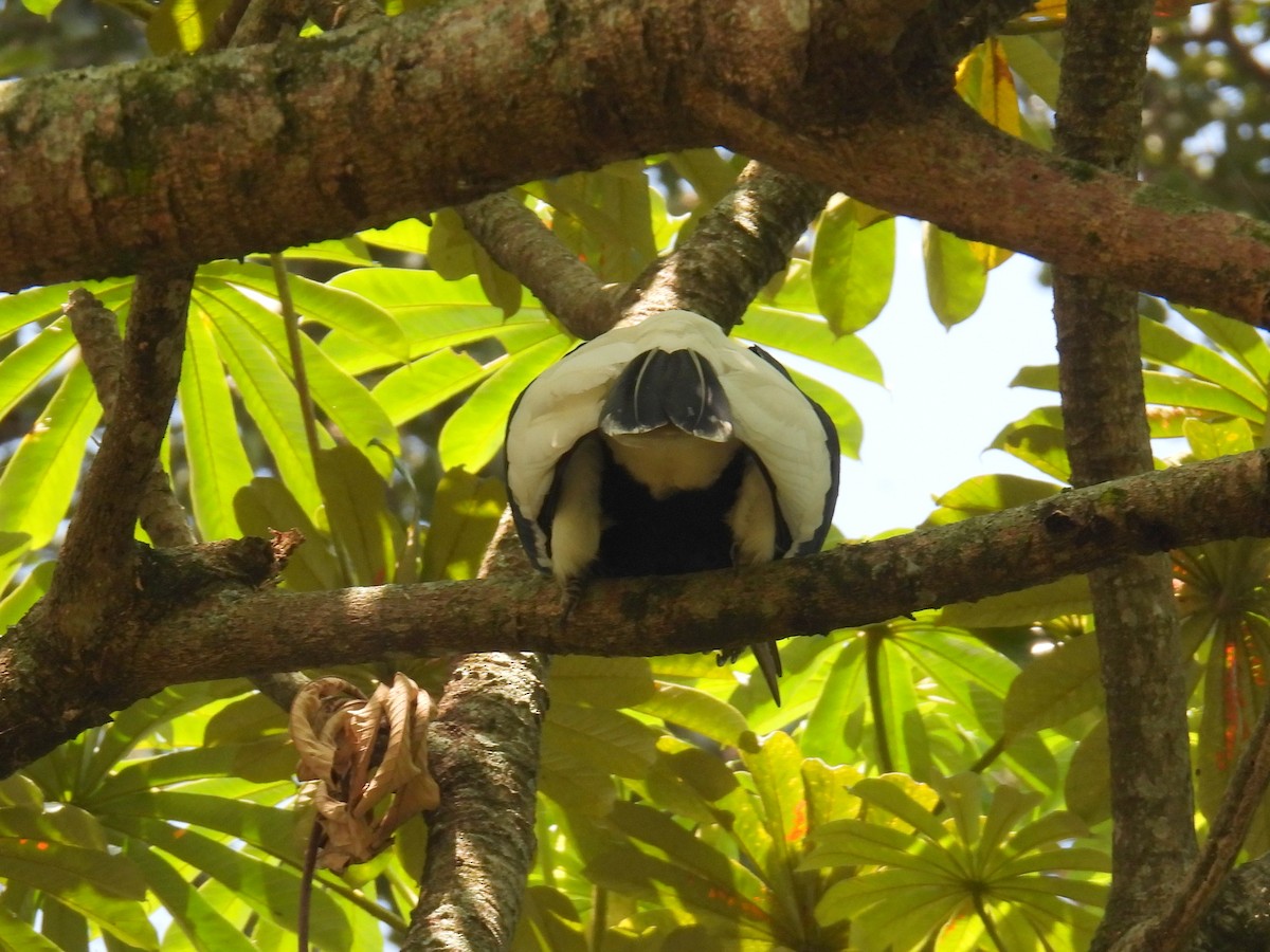 Black-and-white-casqued Hornbill - ML620582624