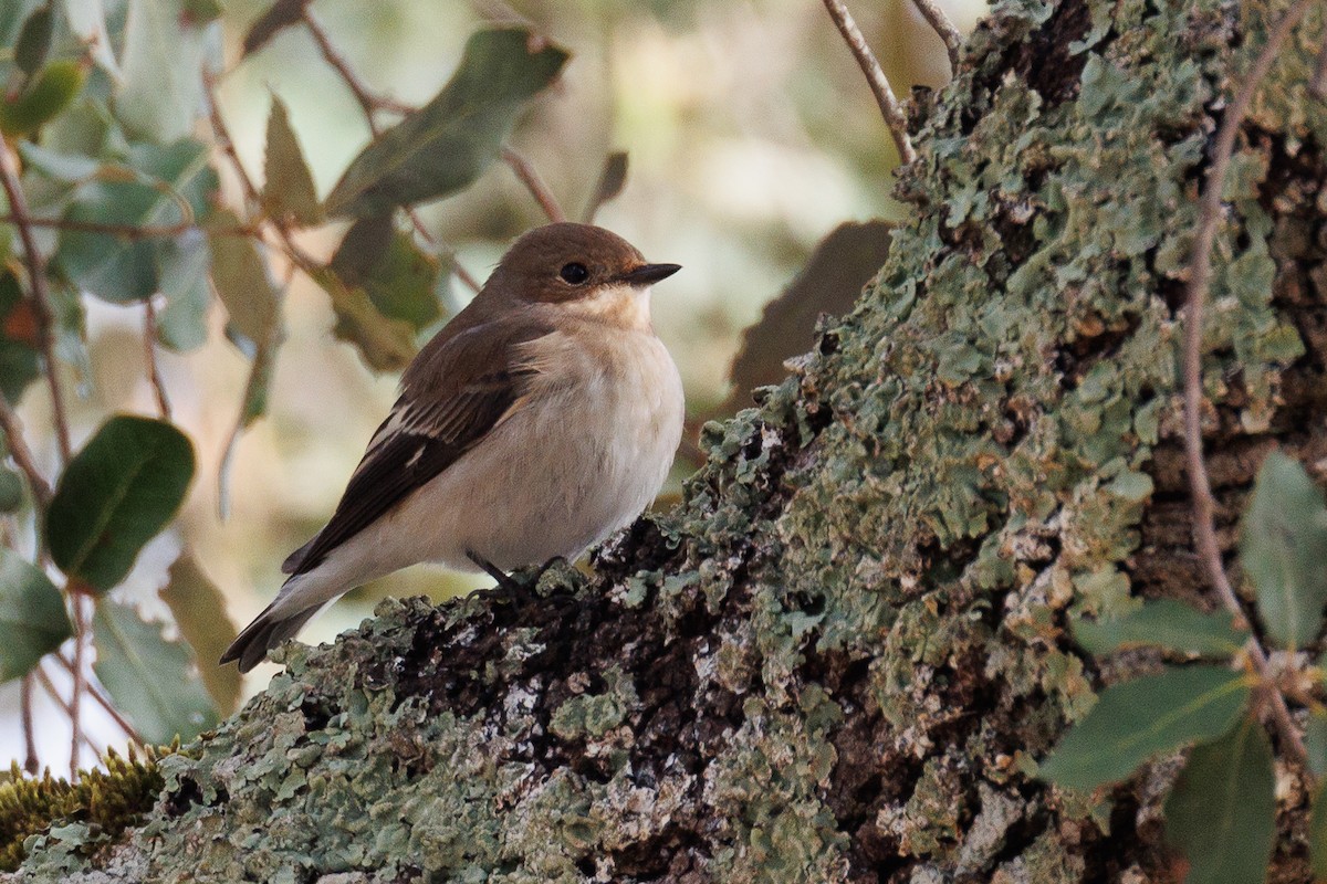 European Pied Flycatcher - ML620582625