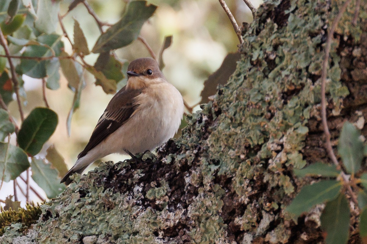 European Pied Flycatcher - ML620582626