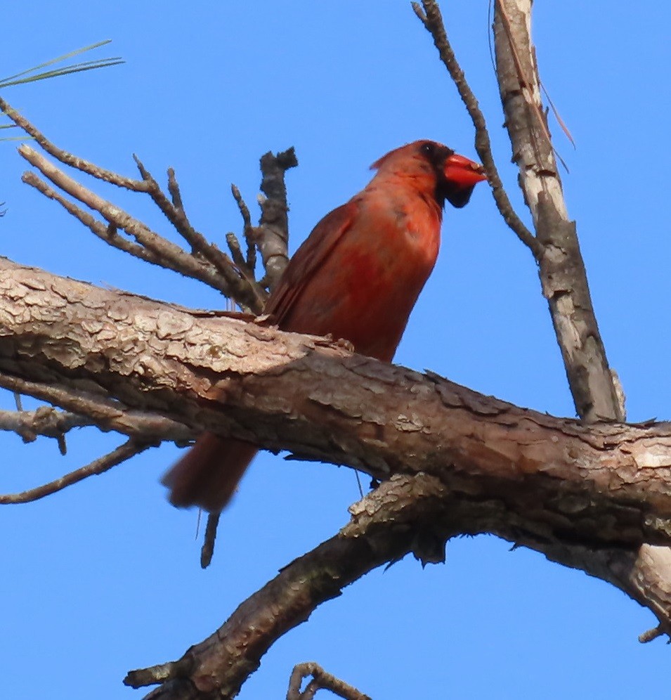 Northern Cardinal - ML620582628