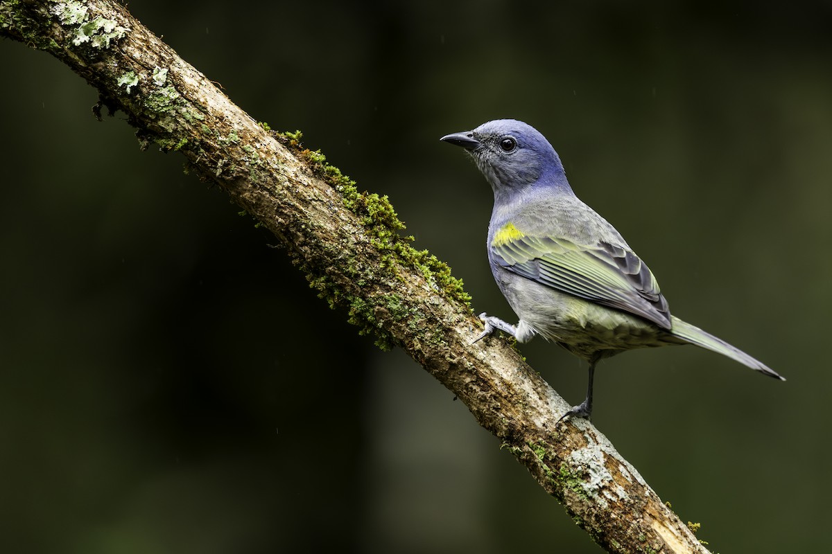 Golden-chevroned Tanager - ML620582634