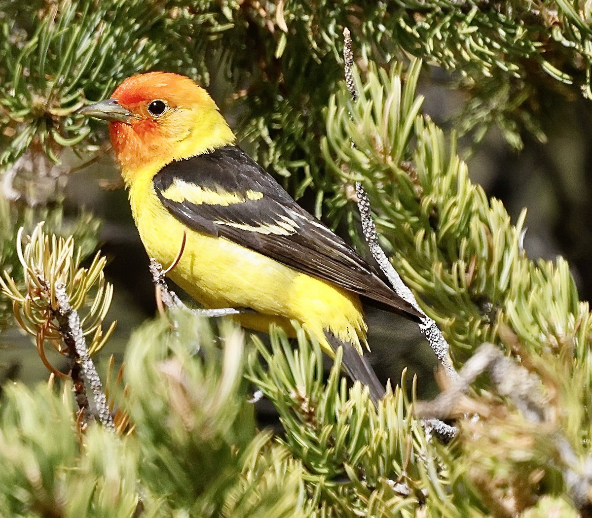 Western Tanager - ML620582636