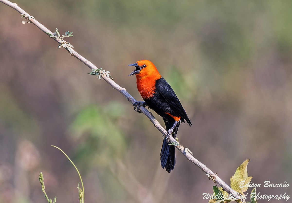 Scarlet-headed Blackbird - ML620582639