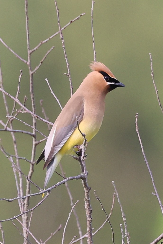 Cedar Waxwing - ML620582644