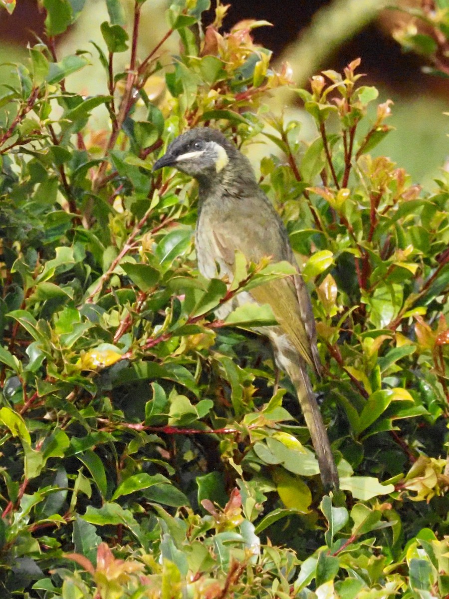 Lewin's Honeyeater - ML620582649