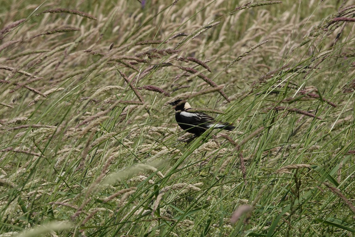 Bobolink - ML620582661