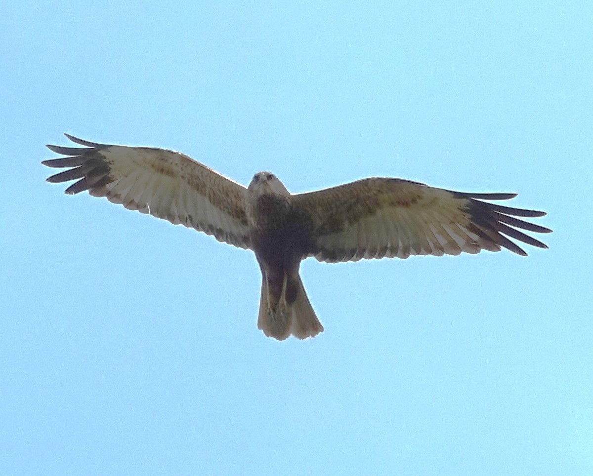 Western Marsh Harrier - Mark Robbins