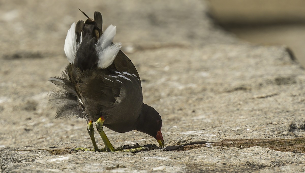 Eurasian Moorhen - ML620582666