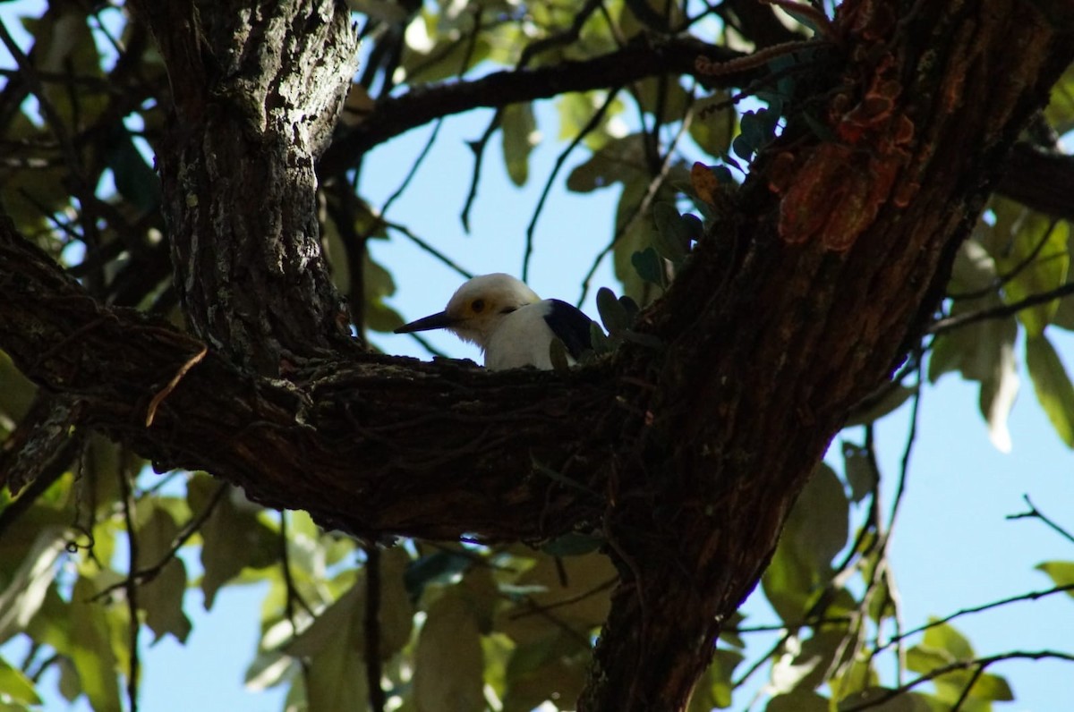 White Woodpecker - ML620582670