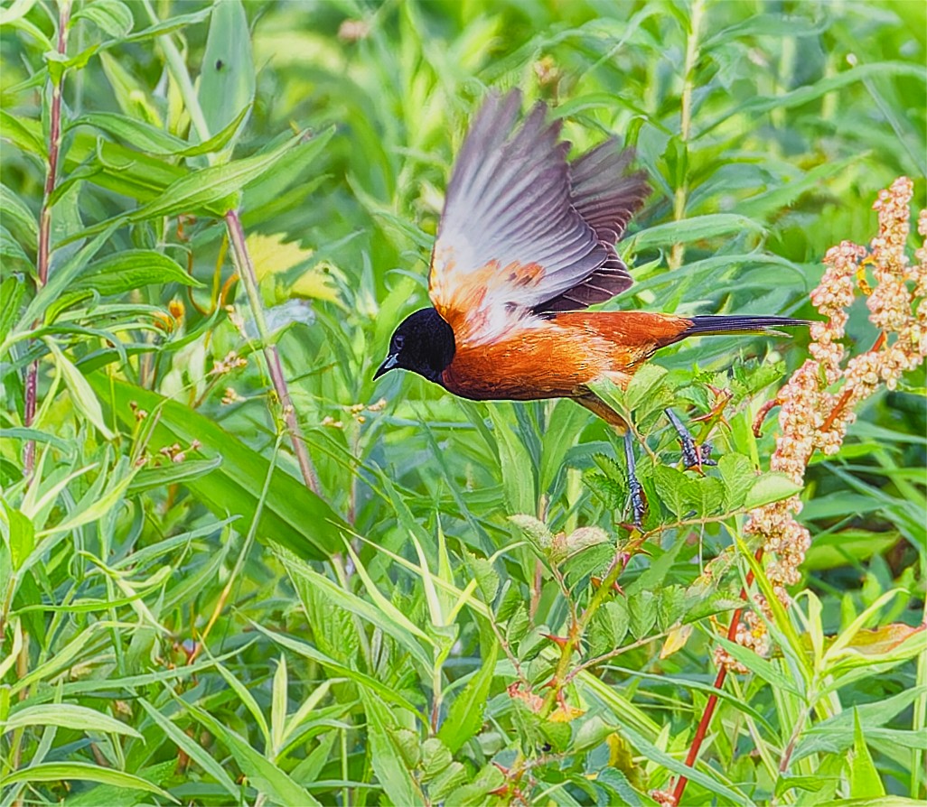 Orchard Oriole - ML620582672