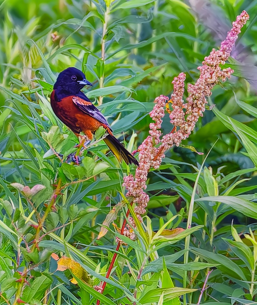 Orchard Oriole - ML620582673