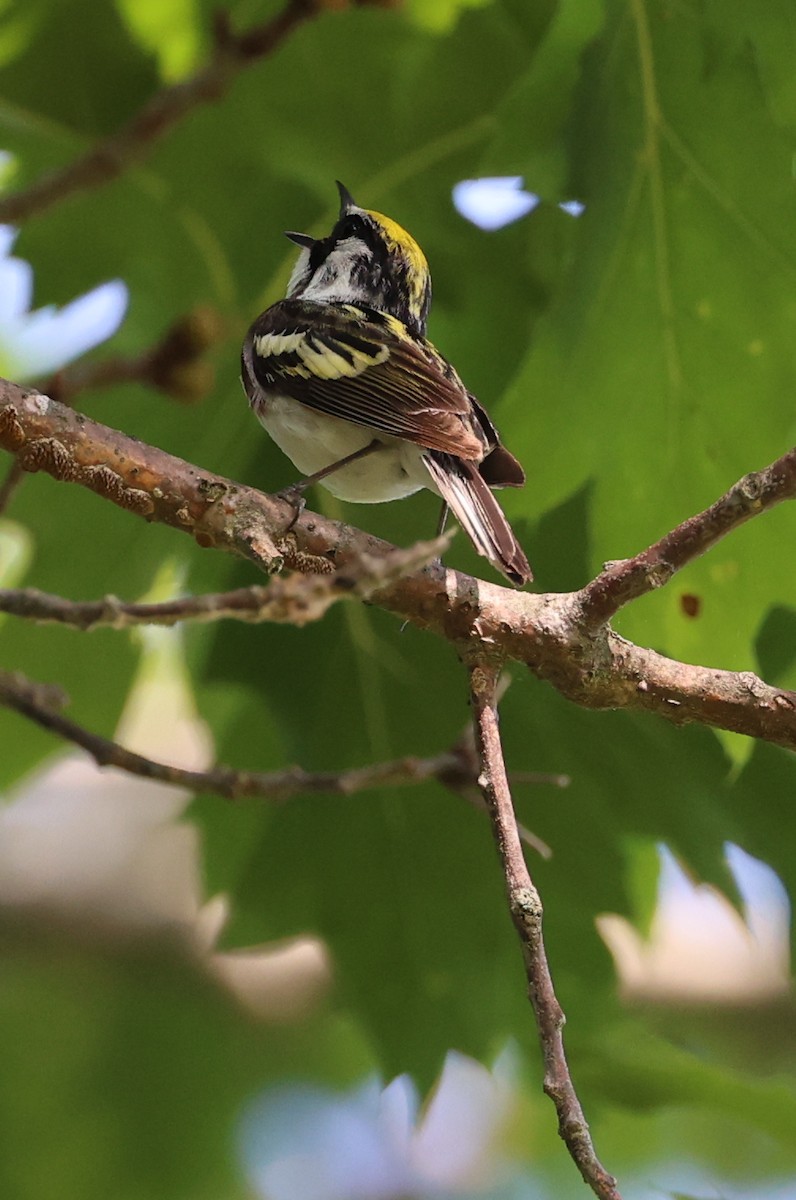 Chestnut-sided Warbler - Jen Armstrong