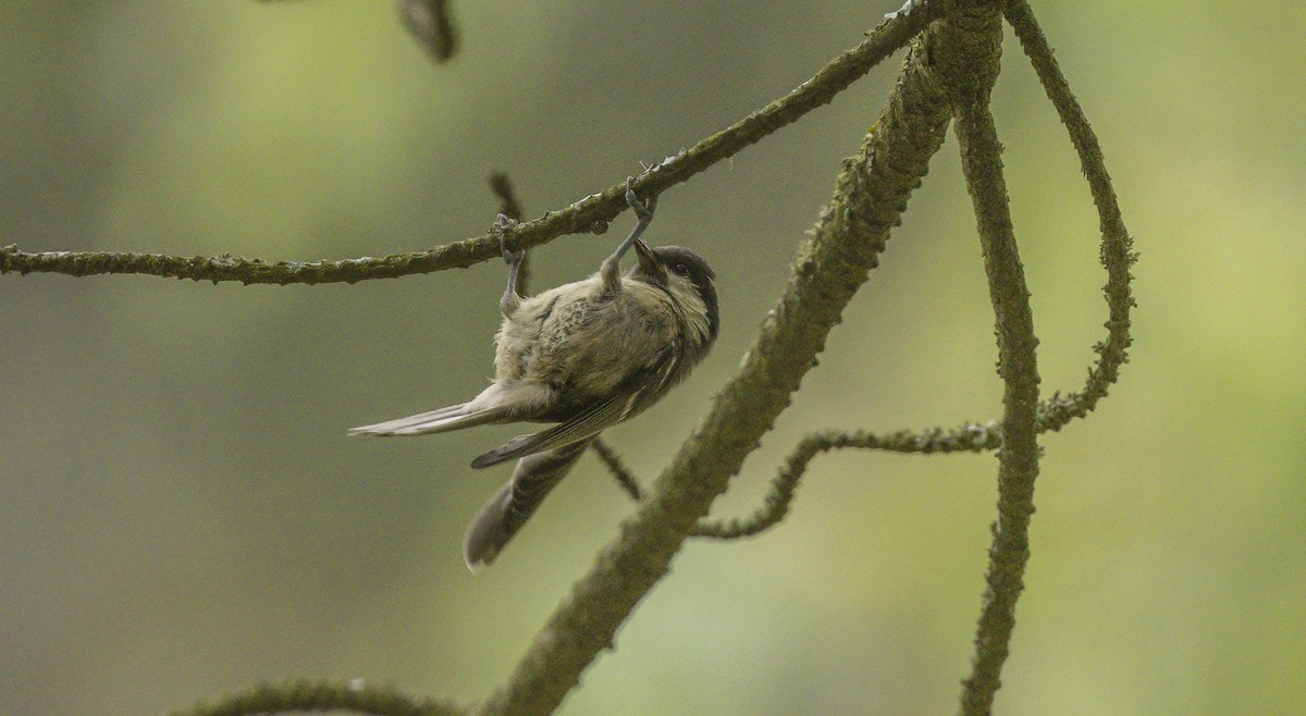 Coal Tit - ML620582679