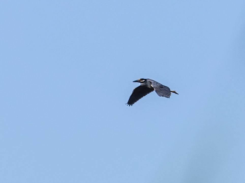 Yellow-crowned Night Heron - ML620582686