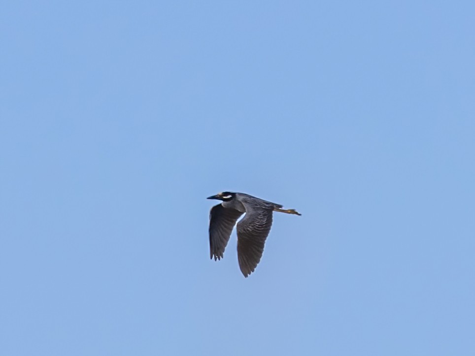 Yellow-crowned Night Heron - ML620582687