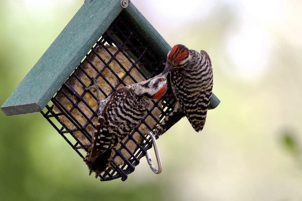 Ladder-backed Woodpecker - ML620582701