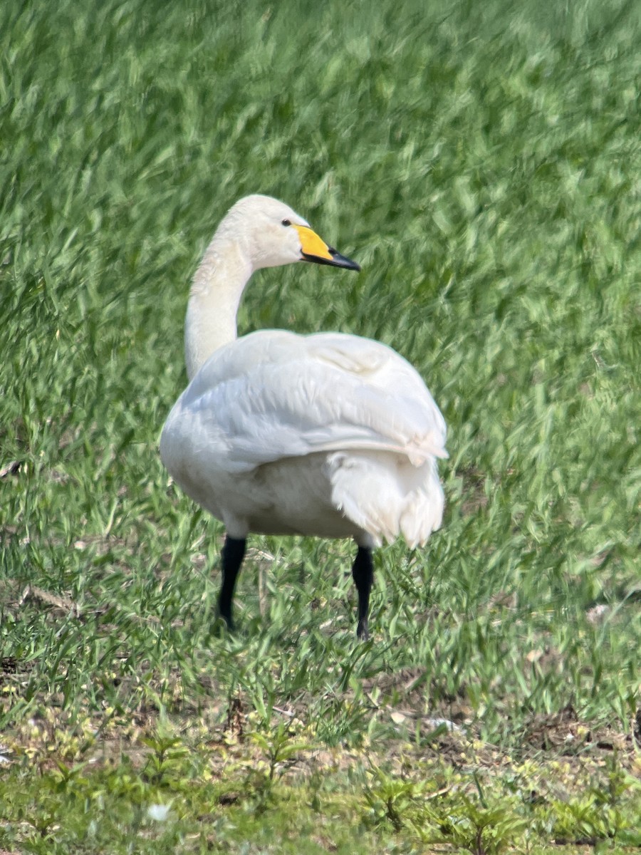 Whooper Swan - ML620582703