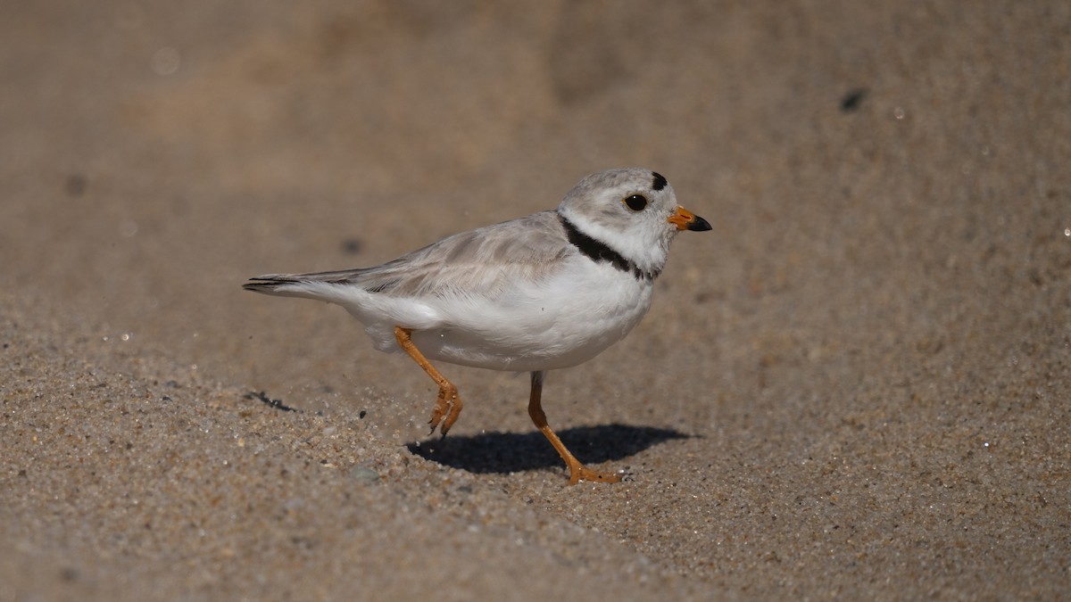 Piping Plover - ML620582707
